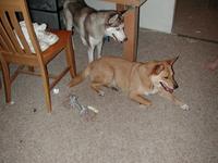 dscn0724.jpg(736257 bytes) -- NIKON-E990,  2002:07:10 20:49:37,  [2048 x 1536],  fl=Y,  f= 8.2mm,  exptime=0.008 s  (1/120),  f/2.5